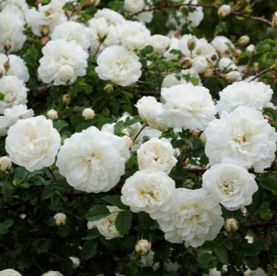 Närbild av den vita spinosissima-rosen 'Valdemarsvik'. Blommorna är ganska små och tätt fyllda.