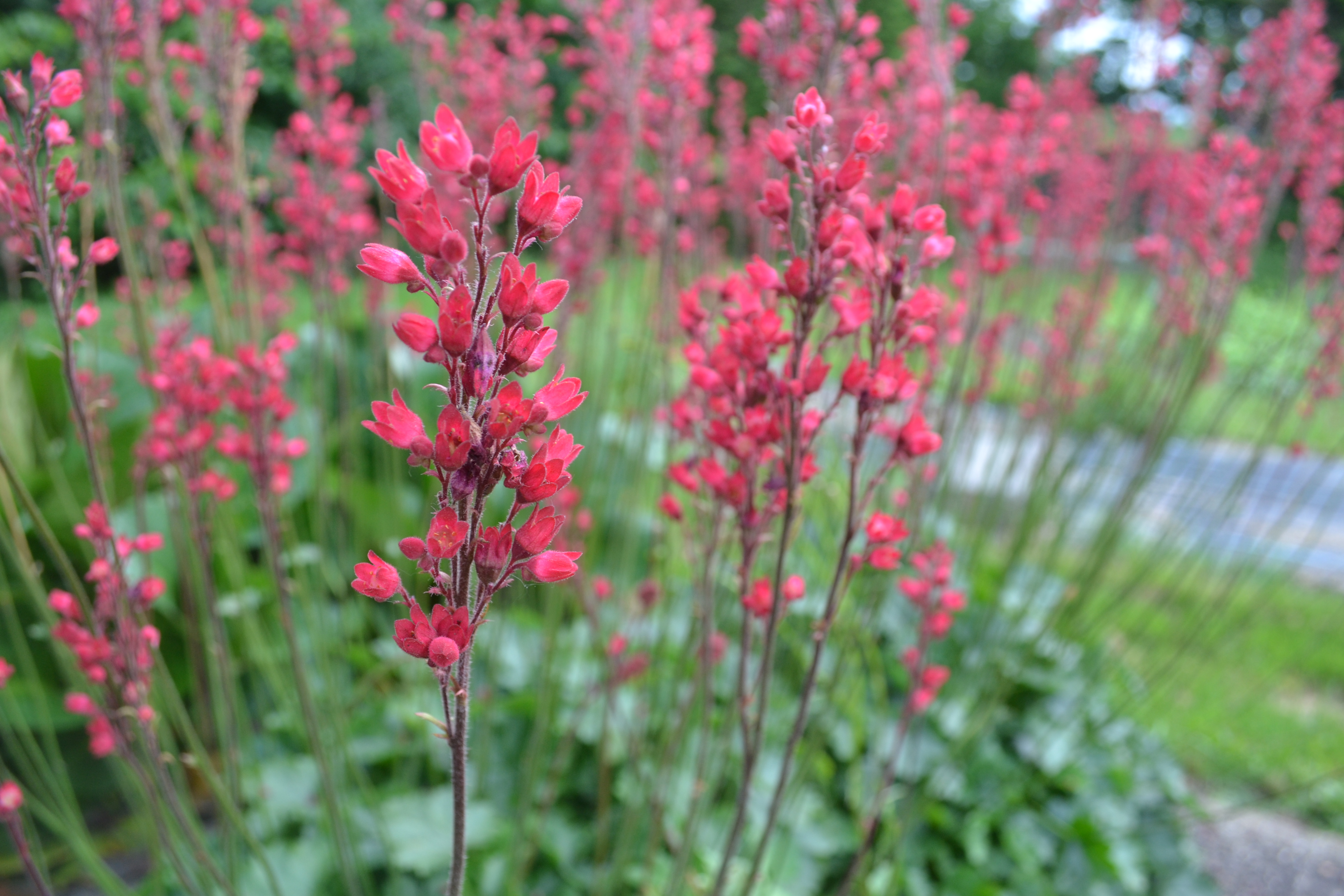 Den mörkt röda blomningen hos hybridalunroten 'Rikard'. 