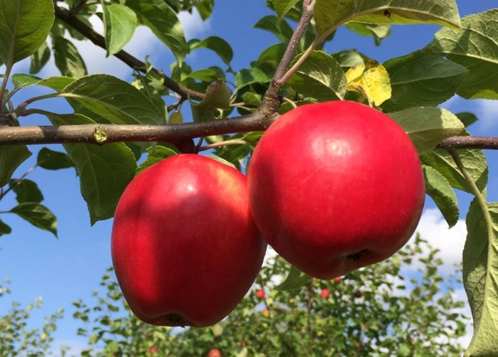 Två röda äpplen av sorten 'P. J. Bergius' hänger från en gren. Färgfoto.
