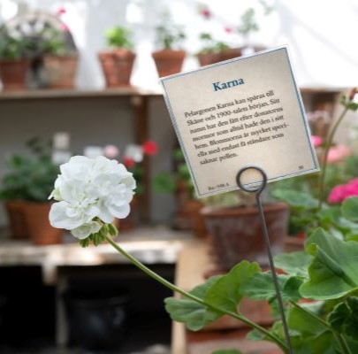 En blommande vit pelargon syns mot bakgrund av en hylla fylld av olika pelargoner. Den vita pelargonen har en skylt med sortnamnet 'Karna' nedstucken i krukan. 