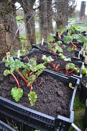 På fotot syns rabarberplantor odlade i svarta plastbackar. Det är vår och bladen är små.  