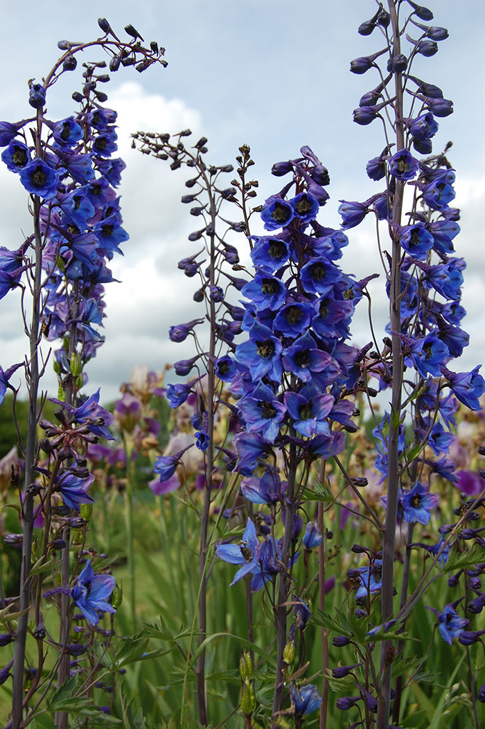 Färgfoto av en blå riddarsporre, insamlad i Dalarna och bevarad i Nationella genbanken. Tre blå blomställningar sträcker sig mot himlen. 