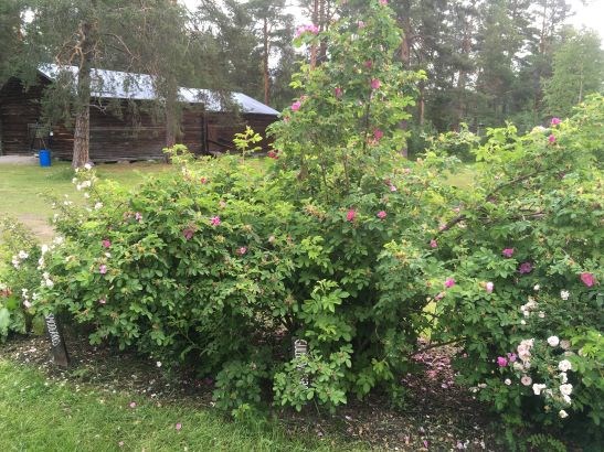 Rosenkvarteret i Kulturbotaniska trädgården på Gammplatsen. Rosenbuskar står i en halvcirkel runt en öppen plats. Bakom dem syns ett svartmålat timmerhus.