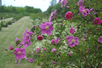 Rosfältet i Nationella genbanken, sett genom spinosissima-rosen 'Professor Fagerlind'.