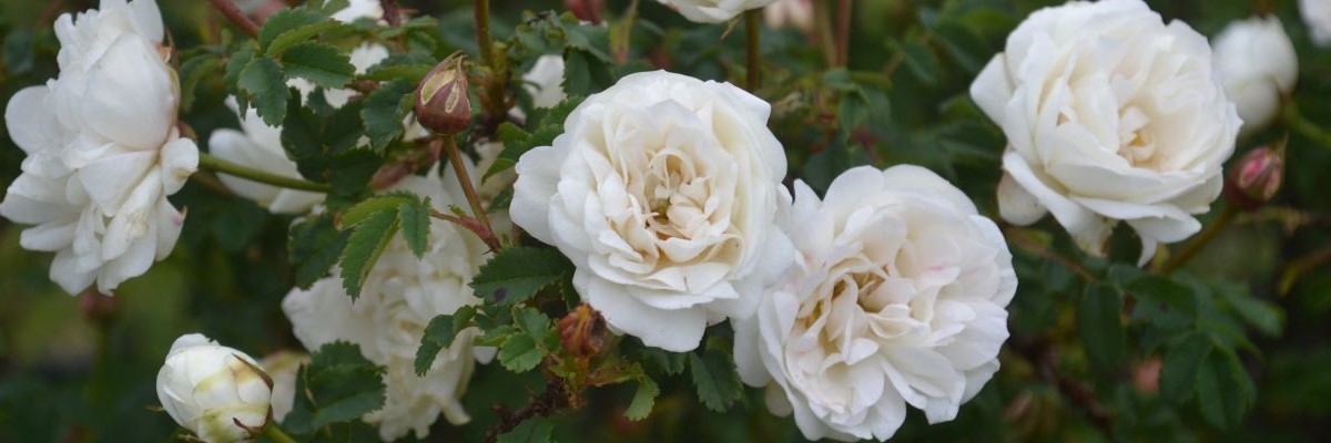 Vitblommande ros i närbild.