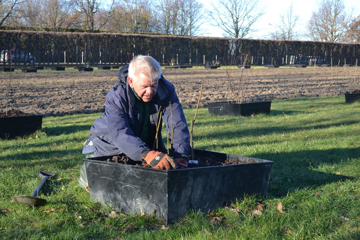 Färgfoto som visar rosplantering i Nationella genbanken. Rolf Engström i blå jacka och blå arbetsbyxor står på knä framför en nergrävd, svart aluminumlåda. I handen har han en barrotad rosplanta som han ska plantera i lådan. Det är december och solen står lågt.