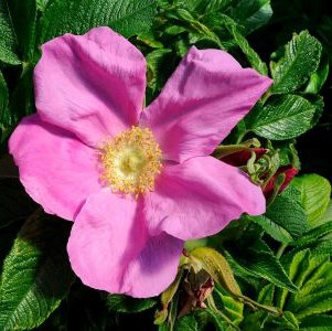 Närbild av blomman hos den enkla, rosa rugosa-rosen 'Klippsta'.