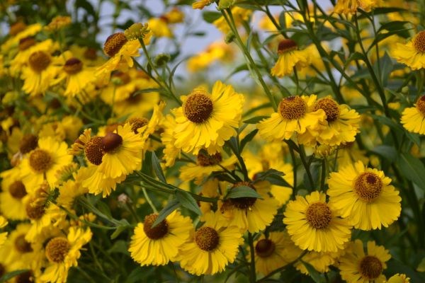 Gul trädgårdssolbrud.