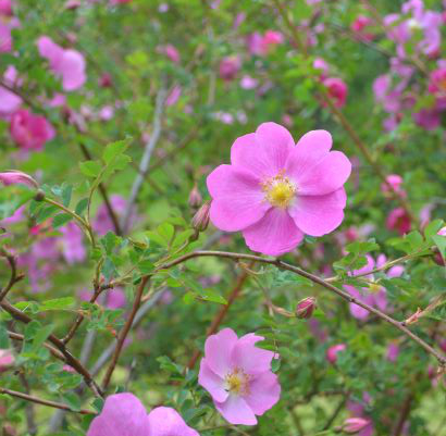 Närbild av den rosa blomman hos spinosissima-rosen 'Professor Fagerlind'.