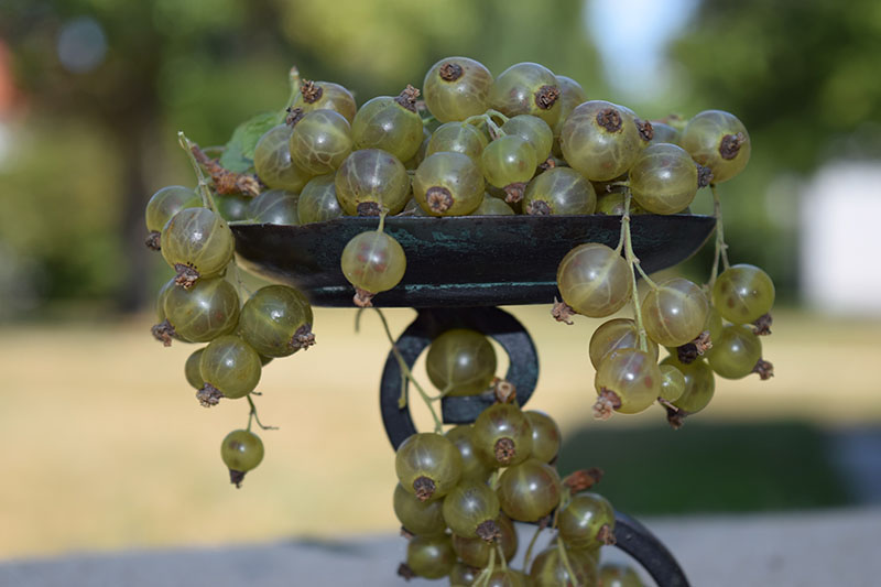 Färgfoto av stilleben med bär från Nationella genbanken. 