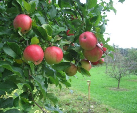 Färgfoto som föreställer äpplen av sorten 'Svaneholm'. På fotot syns röda äpplen på ett äppleträd. 