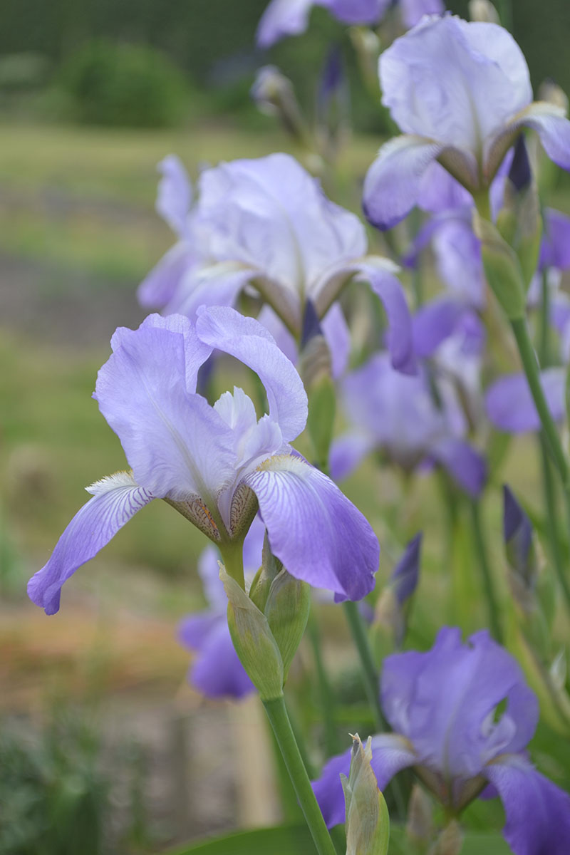 Färgfoto som föreställer en lila trädgårdsiris i blom.