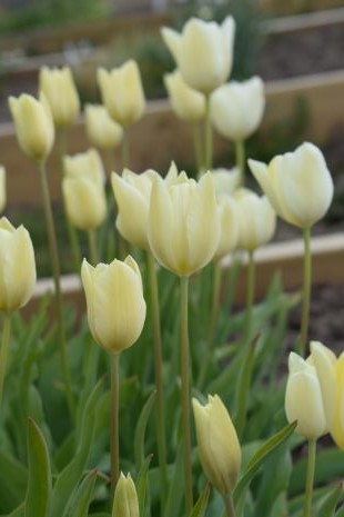 Närbild av den ljusgula tulpanen 'Kersti' som bevaras i Nationella genbanken. 