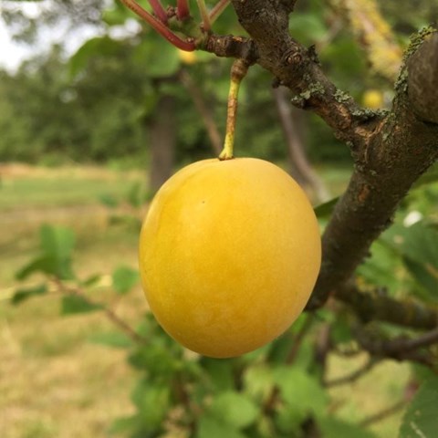 Ett plommon av sorten 'Tunaplommon'. I mitten av fotot hänger ett gult plommon från ett plommonträd. Färgfoto.