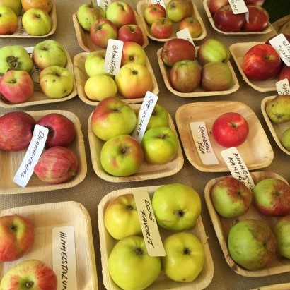 En utställning med olika äppelsorter. Äpplena ligger sortvis presenterade i skålar av bambu på ett bord. 