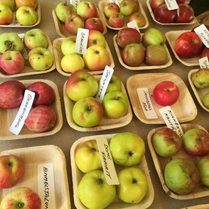 En utställning med olika äppelsorter. Äpplena ligger sortvis presenterade i skålar av bambu på ett bord.