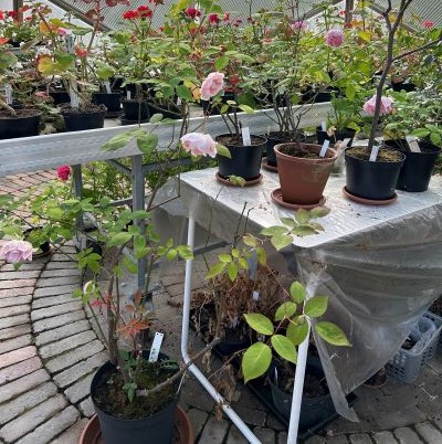 Krukrosorna bevaras i ett av växthusen i Nationella genbanken. 