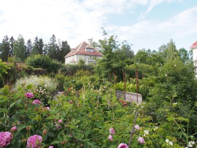 Wij Trädgårdar. I bakgrunden ses den vita huvudbyggnaden. Framför den syns rosariet där det växer en mängd olika rosor. 