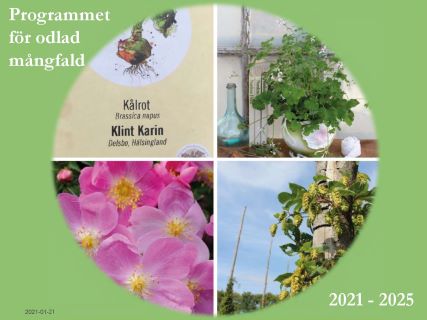 Kollage av foton med anknytning till Pom, exempelvis humle, en krukväxt och en ros ur Grönt kulturarvssortimentet samt  en fröpåse med fröer insamlade genom Fröuppropet. 