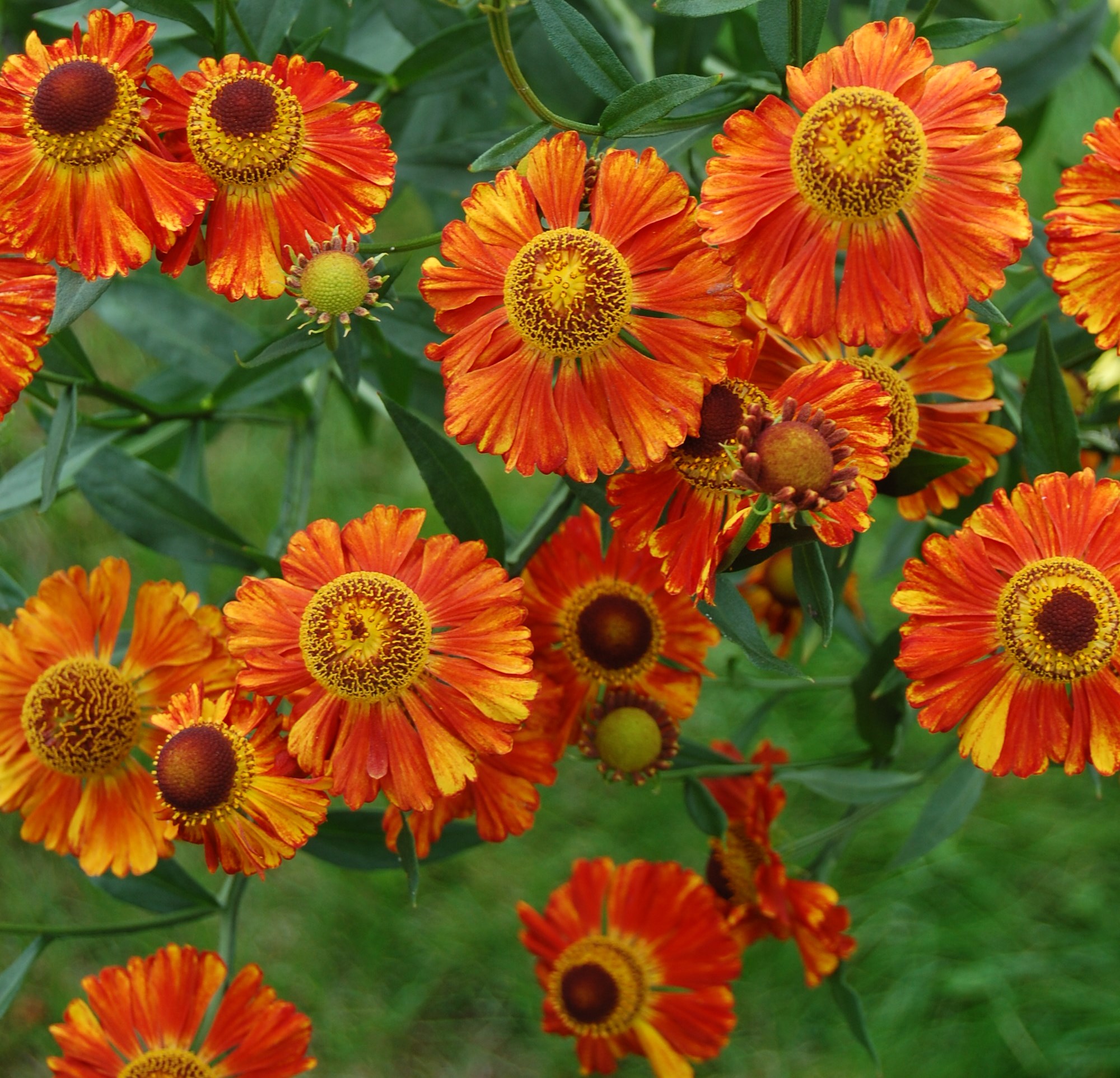 Trädgårdssolbrud som blommar med orange blommor. Foto.