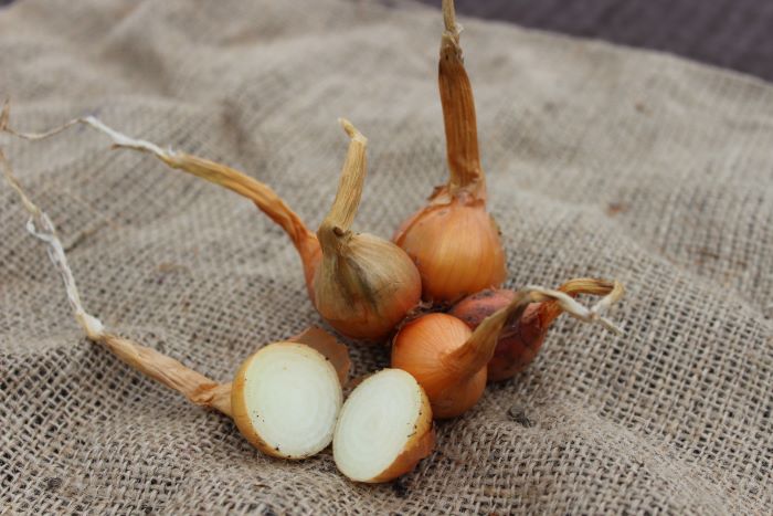 Potatislök av sorten 'Rånälvdalen'. Skördade lökar ligger på en jutesäck. Foto.