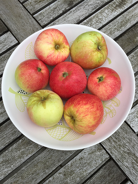 Färgfoto föreställande sju äpplen liggande på ett fat. Fatet står på ett bord.