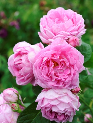 Bourbonros 'Blomsterhult', närbild av blomman. Foto. 