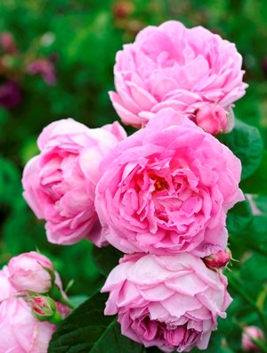 Bourbonros 'Blomsterhult', närbild av blomman. Foto.