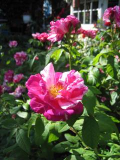 Färgfoto föreställande rosor av sorten 'Rosa Mundi'.