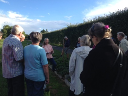 Färgfoto som visar en grupp besökare i genbanken. Besökarna lyssnar till en presentation av växterna i genbanken. Det är sommarkväll och solen står lågt.