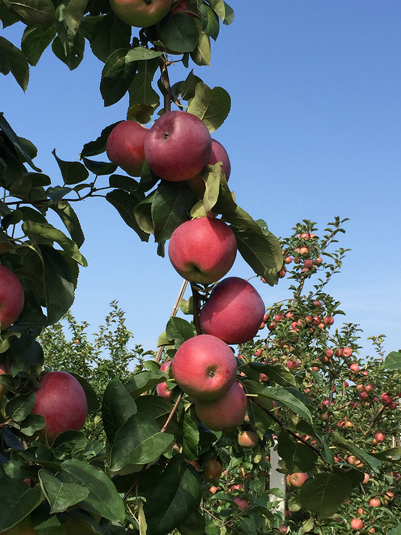 Färgfoto som föreställer röda äpplen som hänger på en gren.