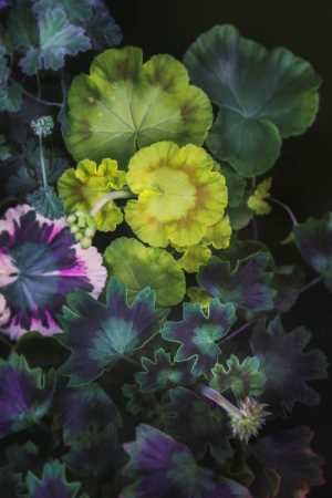 Ett färgstarkt foto i grönt, blått och gult av olika sorters pelargonblad.