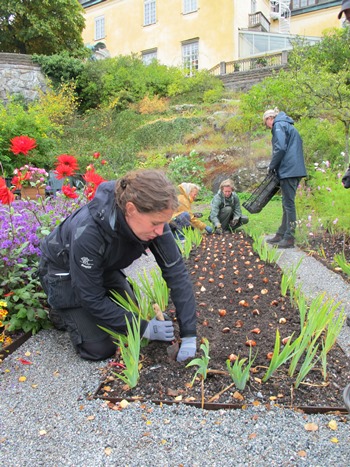 Färgfoto som visar fyra personer som sitter på huk framför en lång rabatt. I rabatten gräver de ner tulpanlökar. Det är höst och de fyra personerna har tjocka jackor och regnkläder på sig.