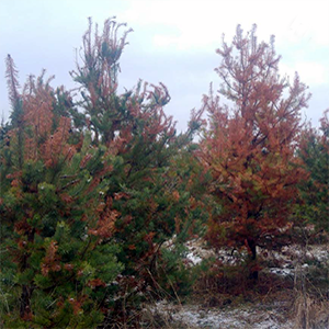 Trees with green and orange leaves, photo. 