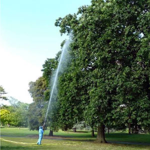 Oaks by a green field, photo.