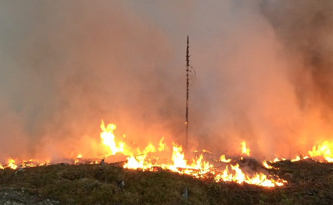 Brinnande skog. Foto.