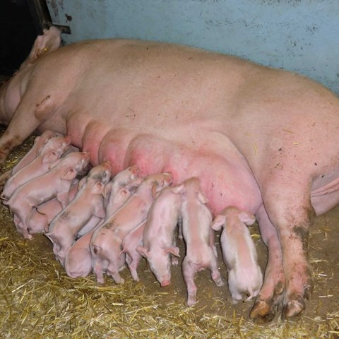 Sow nursing her piglets. Photo.