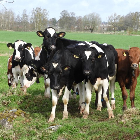 Kalvar står i flock och tittar i kameran. Foto.