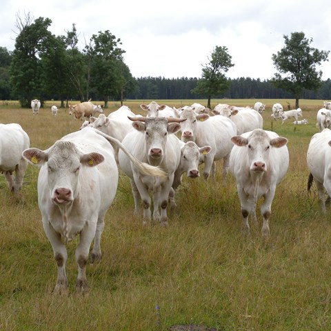 Kor under vit himmlel. Foto.