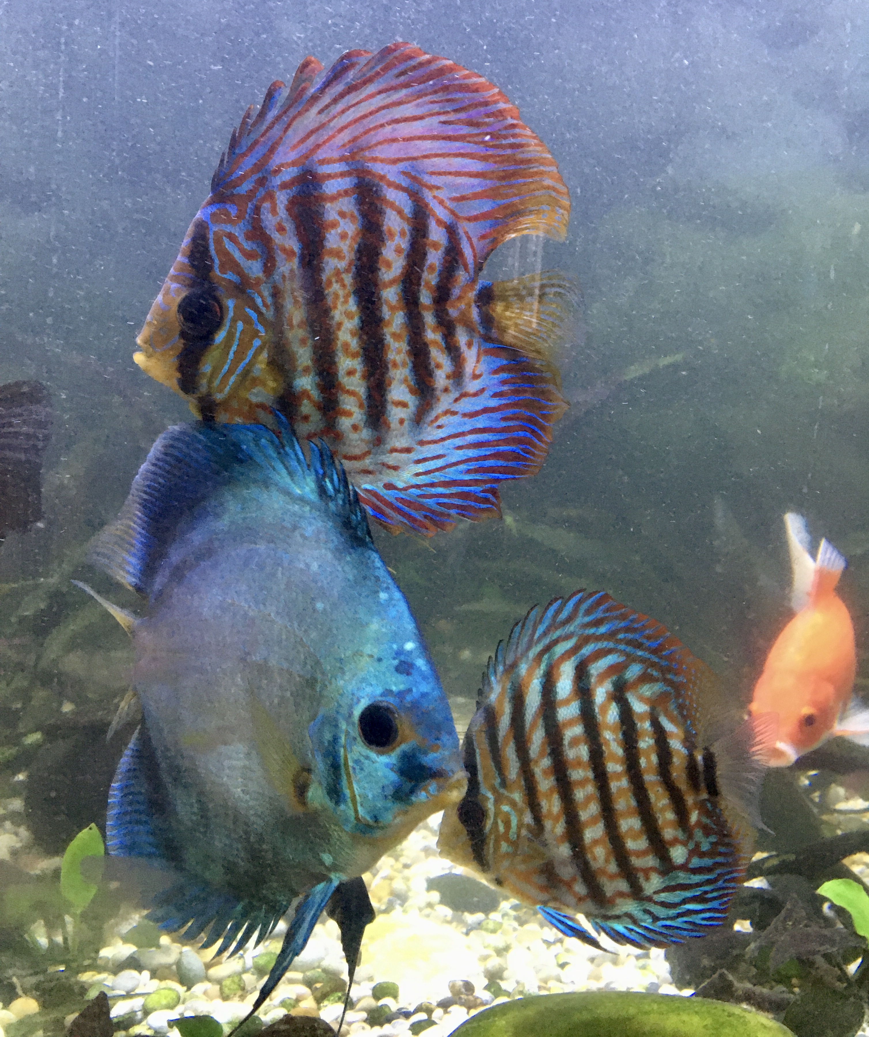 färgglada fiskar i akvarium