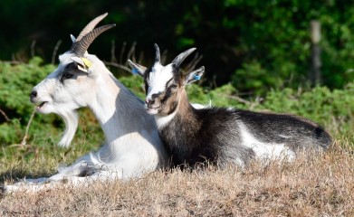 två getter ligger i solen i en hage