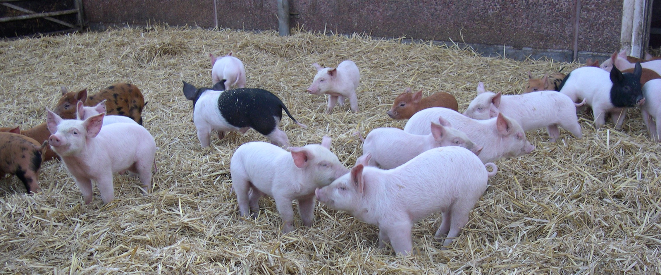 Grisar i djupströbädd. Foto.