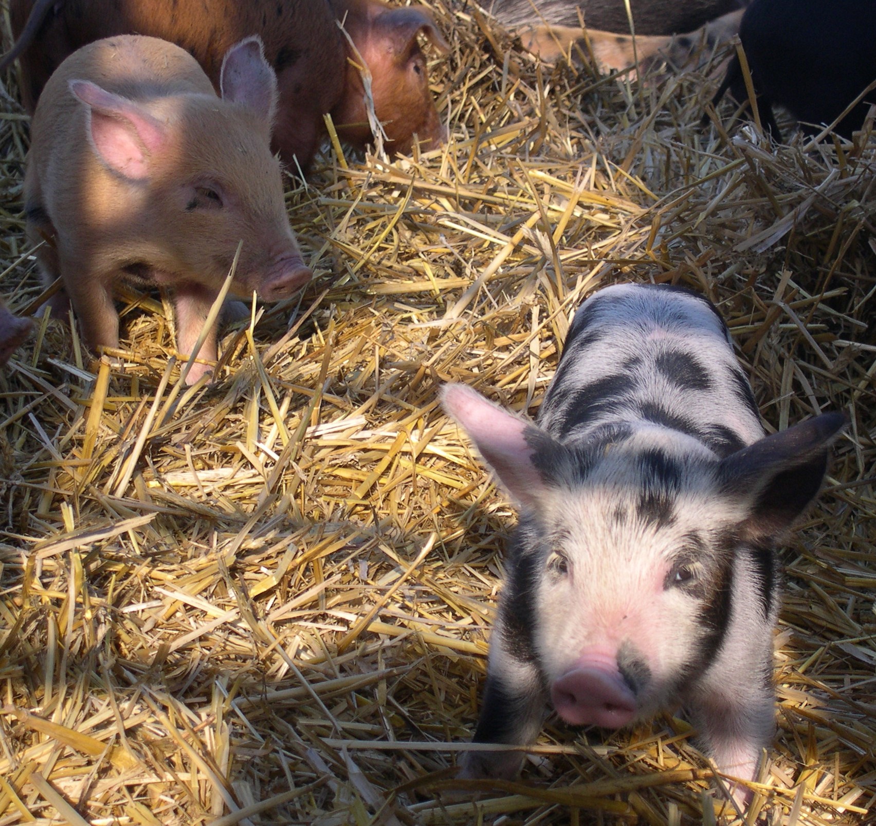 Griskultingar i morgonsol. Foto.