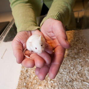 Laboratoriemus i två händer