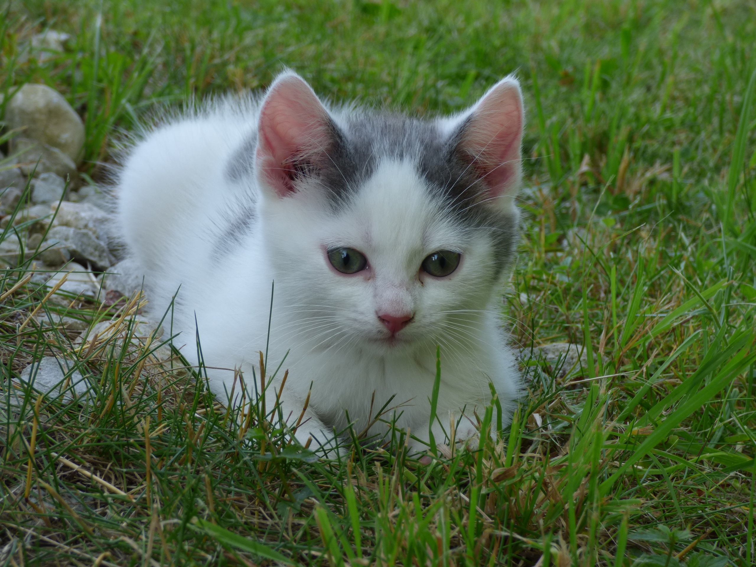 Kattunge i gräset. Foto.