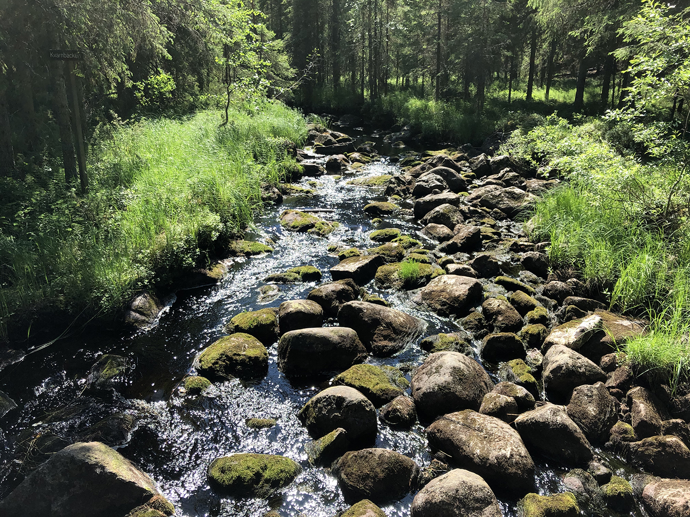 En porlande bäck inramad av både löv- och barrträd. 