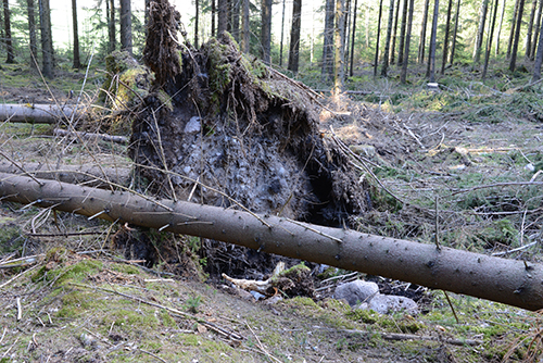 En rotvälta med ytterligare stormfälle framför. 