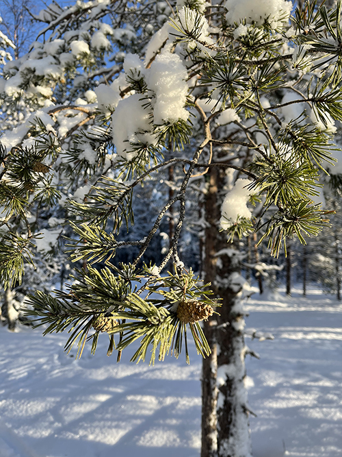 En tall i vinterskrud