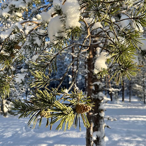En tall i vinterskrud