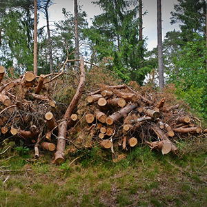 En hop med grenar och toppar - GROT